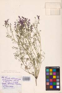 Fumaria officinalis L., Eastern Europe, Middle Volga region (E8) (Russia)