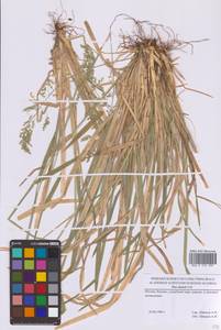 Poa chaixii Vill., Eastern Europe, Moscow region (E4a) (Russia)