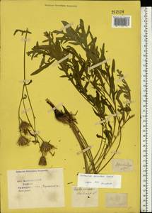 Centaurea apiculata Ledeb., Eastern Europe, Central forest-and-steppe region (E6) (Russia)