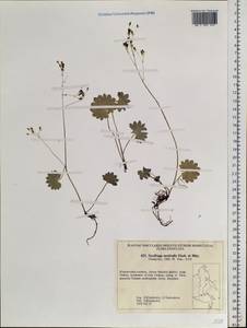 Micranthes nelsoniana subsp. aestivalis (Fisch. & C. A. Mey.) Elven & D. F. Murray, Siberia, Russian Far East (S6) (Russia)