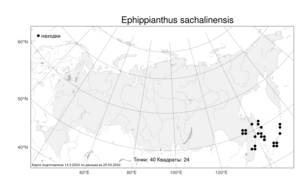 Ephippianthus sachalinensis Rchb.f., Atlas of the Russian Flora (FLORUS) (Russia)