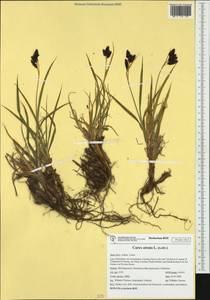 Carex atrata L., Western Europe (EUR) (Italy)