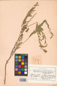 Krascheninnikovia ceratoides (L.) Gueldenst., Eastern Europe, Eastern region (E10) (Russia)