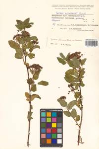 Spiraea flexuosa Fisch. ex Cambess., Siberia, Russian Far East (S6) (Russia)