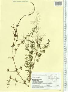 Galium mollugo L., Eastern Europe, Central region (E4) (Russia)