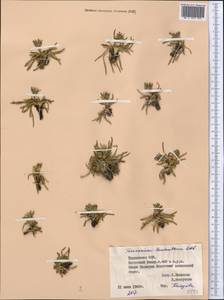 Taraxacum leucanthum (Ledeb.) Ledeb., Middle Asia, Pamir & Pamiro-Alai (M2) (Tajikistan)