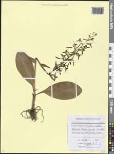 Platanthera chlorantha (Custer) Rchb., Caucasus, Stavropol Krai, Karachay-Cherkessia & Kabardino-Balkaria (K1b) (Russia)