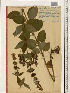 Lysimachia verticillaris Spreng., Eastern Europe, North Ukrainian region (E11) (Ukraine)