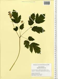 Actaea spicata L., Eastern Europe, Central region (E4) (Russia)