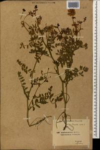 Coronilla varia L., Caucasus, Azerbaijan (K6) (Azerbaijan)