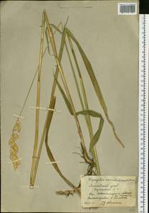 Phalaris arundinacea L., Siberia, Altai & Sayany Mountains (S2) (Russia)