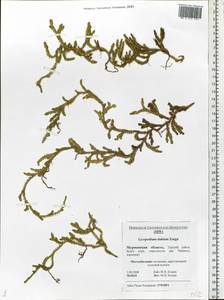 Spinulum annotinum subsp. alpestre (Hartm.) Uotila, Eastern Europe, Northern region (E1) (Russia)