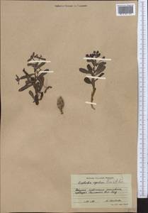 Euphorbia rapulum Kar. & Kir., Middle Asia, Western Tian Shan & Karatau (M3) (Kyrgyzstan)