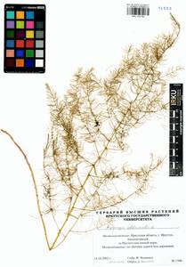 Asparagus officinalis L., Siberia, Baikal & Transbaikal region (S4) (Russia)