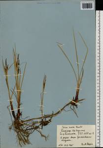 Carex recta Boott, Eastern Europe, Northern region (E1) (Russia)