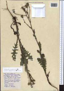 Crepis foetida subsp. rhoeadifolia (M. Bieb.) Celak., Caucasus, Black Sea Shore (from Novorossiysk to Adler) (K3) (Russia)