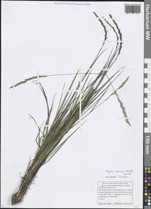 Elymus violaceus (Hornem.) J.Feilberg, Eastern Europe, Moscow region (E4a) (Russia)