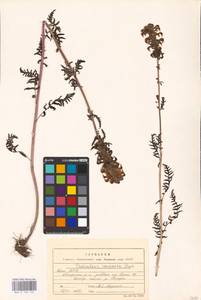 MHA 0 162 132, Pedicularis compacta Stephan ex Willd., Eastern Europe, Northern region (E1) (Russia)