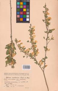 Chamaecytisus ruthenicus (Fisch. ex Woł.) Klásk., Eastern Europe, Lower Volga region (E9) (Russia)
