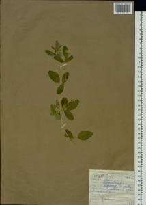 Medicago platycarpos (L.) Trautv., Siberia, Altai & Sayany Mountains (S2) (Russia)