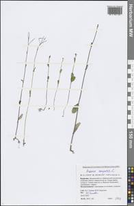 Brassica rapa subsp. sylvestris (L.) Janch., Siberia, Baikal & Transbaikal region (S4) (Russia)