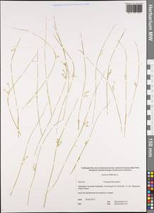 Juncus filiformis L., Siberia, Chukotka & Kamchatka (S7) (Russia)