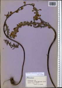Pedicularis dolichorhiza Schrenk, Middle Asia, Pamir & Pamiro-Alai (M2) (Tajikistan)
