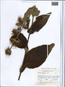 Inula helenium L., Caucasus, Georgia (K4) (Georgia)