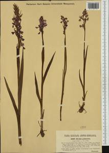 Anacamptis palustris (Jacq.) R.M.Bateman, Pridgeon & M.W.Chase, Western Europe (EUR) (Austria)