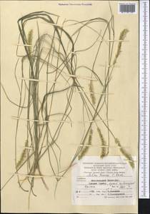 Melica ciliata L., Middle Asia, Kopet Dag, Badkhyz, Small & Great Balkhan (M1) (Turkmenistan)