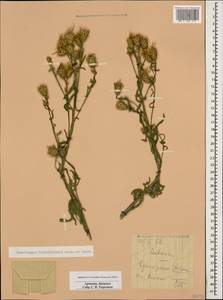 Centaurea gabrieljanae Greuter, Caucasus, Armenia (K5) (Armenia)