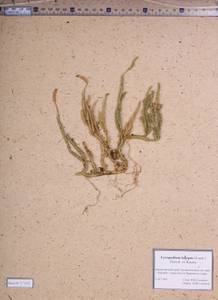 Lycopodium lagopus (Laest. ex C.Hartm.) Zinserl. ex Kuzen., Siberia, Altai & Sayany Mountains (S2) (Russia)