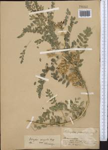 Astragalus quisqualis Bunge, Middle Asia, Pamir & Pamiro-Alai (M2) (Tajikistan)