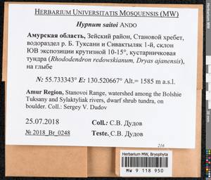 Hypnum saitoi Ando, Bryophytes, Bryophytes - Russian Far East (excl. Chukotka & Kamchatka) (B20) (Russia)