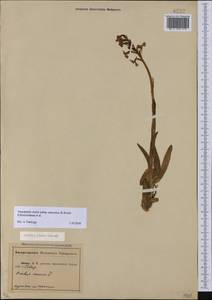 Anacamptis morio subsp. caucasica (K.Koch) H.Kretzschmar, Eccarius & H.Dietr., Caucasus, Abkhazia (K4a) (Abkhazia)