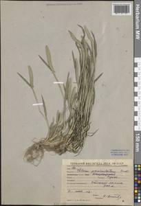 Phleum paniculatum Huds., Middle Asia, Western Tian Shan & Karatau (M3) (Uzbekistan)