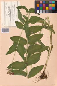 Silene chalcedonica (L.) E.H.L.Krause, Eastern Europe, Eastern region (E10) (Russia)