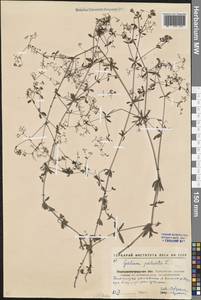 Galium palustre L., Eastern Europe, North Ukrainian region (E11) (Ukraine)