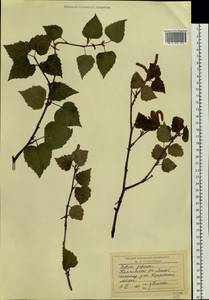 Betula platyphylla Sukaczev, Siberia, Chukotka & Kamchatka (S7) (Russia)