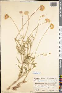 Cephalaria uralensis (Murray) Roem. & Schult., Eastern Europe, North Ukrainian region (E11) (Ukraine)