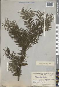 Taxus baccata L., Caucasus, South Ossetia (K4b) (South Ossetia)