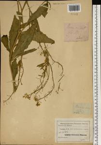 Bunias orientalis L., Eastern Europe, North-Western region (E2) (Russia)
