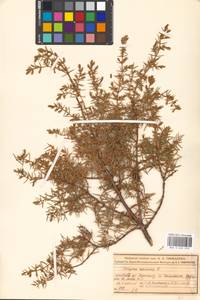 Juniperus communis L., Eastern Europe, Moscow region (E4a) (Russia)