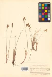 Anthoxanthum monticola (Bigelow) Veldkamp, Siberia, Russian Far East (S6) (Russia)