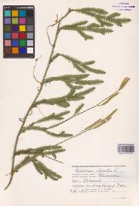 Lycopodium clavatum L., Eastern Europe, Western region (E3) (Russia)