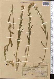 Erigeron acris L., Middle Asia, Western Tian Shan & Karatau (M3) (Uzbekistan)