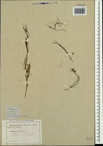 Lathyrus cicera L., Crimea (KRYM) (Russia)