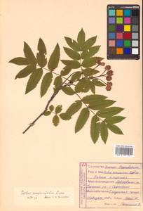 Sorbus sambucifolia (Cham. & Schltdl.) M. Roem., Siberia, Russian Far East (S6) (Russia)