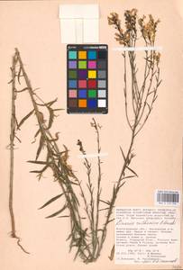 MHA 0 159 394, Linaria biebersteinii Besser, Eastern Europe, Lower Volga region (E9) (Russia)