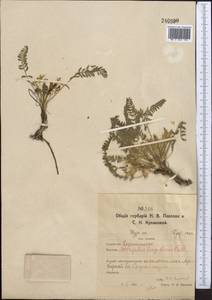 Astragalus longipetalus Chater, Middle Asia, Northern & Central Kazakhstan (M10) (Kazakhstan)